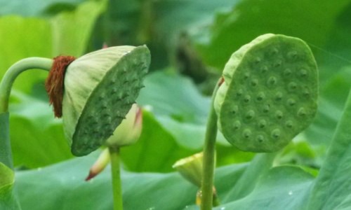 【哈药世一堂全部品种】哈药世一堂厂家简介 - 哈药集团世一堂制药厂小活络丸图片网